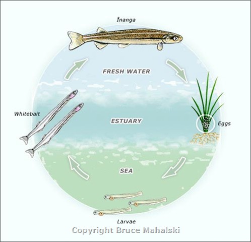 069 - Whitebait lifecycle Picture